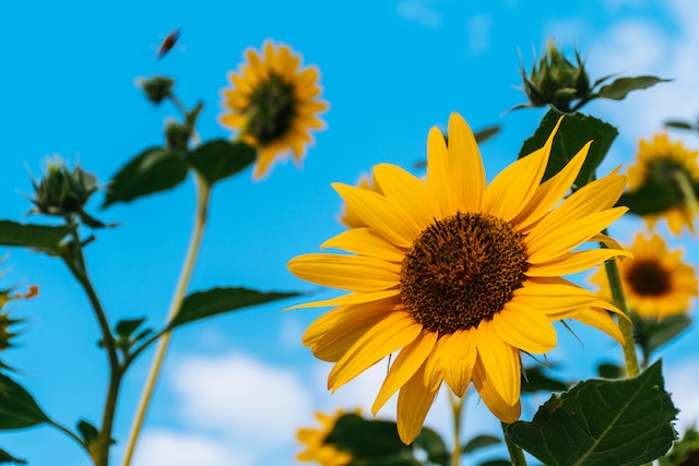 Romania – al doilea cel mai mare importator de seminte de floarea-soarelui din UE