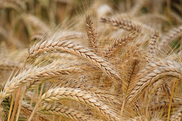 Romania Asteapta Decizia Comisiei Europene Cu Privire La Importurile Cerealelor Ucrainiene